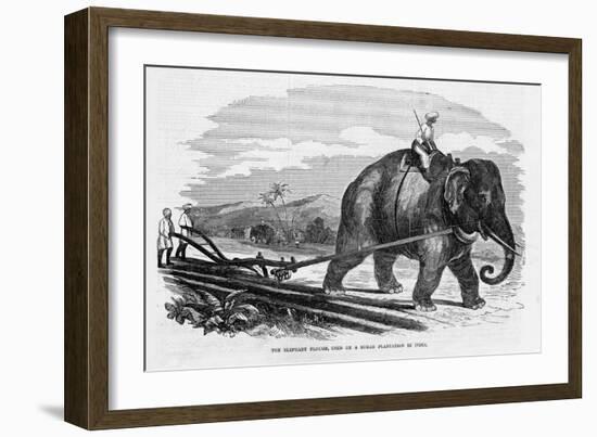 Elephant Pulling Plow-null-Framed Giclee Print