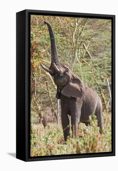 Elephant Reach-Howard Ruby-Framed Stretched Canvas