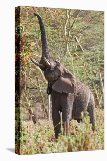 Elephant Reach-Howard Ruby-Stretched Canvas