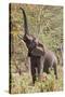 Elephant Reach-Howard Ruby-Stretched Canvas