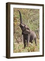 Elephant Reach-Howard Ruby-Framed Photographic Print