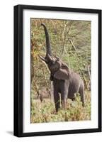 Elephant Reach-Howard Ruby-Framed Photographic Print