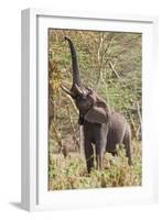 Elephant Reach-Howard Ruby-Framed Photographic Print