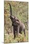 Elephant Reach-Howard Ruby-Mounted Photographic Print