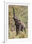 Elephant Reach-Howard Ruby-Framed Photographic Print