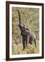 Elephant Reach-Howard Ruby-Framed Photographic Print
