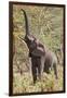 Elephant Reach-Howard Ruby-Framed Photographic Print