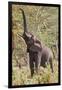 Elephant Reach-Howard Ruby-Framed Photographic Print