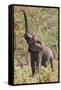 Elephant Reach-Howard Ruby-Framed Stretched Canvas