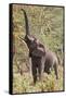 Elephant Reach-Howard Ruby-Framed Stretched Canvas