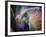 Elephant's Eye. Sonepur Mela, India-Mauricio Abreu-Framed Photographic Print