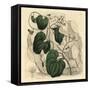 Elephant's Foot, Dioscorea Elephantipes (Female Cape Bryony, Tamus Elephantipes Faemina)-Sydenham Teast Edwards-Framed Stretched Canvas