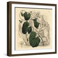 Elephant's Foot, Dioscorea Elephantipes (Female Cape Bryony, Tamus Elephantipes Faemina)-Sydenham Teast Edwards-Framed Giclee Print