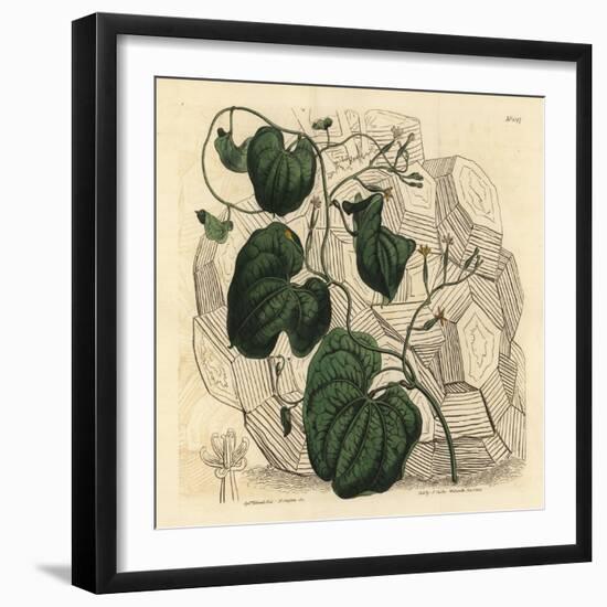 Elephant's Foot, Dioscorea Elephantipes (Female Cape Bryony, Tamus Elephantipes Faemina)-Sydenham Teast Edwards-Framed Giclee Print