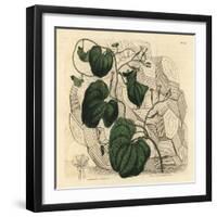 Elephant's Foot, Dioscorea Elephantipes (Female Cape Bryony, Tamus Elephantipes Faemina)-Sydenham Teast Edwards-Framed Giclee Print