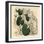 Elephant's Foot, Dioscorea Elephantipes (Female Cape Bryony, Tamus Elephantipes Faemina)-Sydenham Teast Edwards-Framed Giclee Print