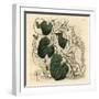 Elephant's Foot, Dioscorea Elephantipes (Female Cape Bryony, Tamus Elephantipes Faemina)-Sydenham Teast Edwards-Framed Giclee Print