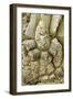 Elephant's Foot (Dioscorea Elephantipes)-Bob Gibbons-Framed Photographic Print