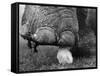 Elephant's Foot Hovering over a Chick-null-Framed Stretched Canvas