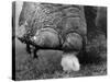 Elephant's Foot Hovering over a Chick-null-Stretched Canvas