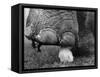 Elephant's Foot Hovering over a Chick-null-Framed Stretched Canvas