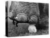 Elephant's Foot Hovering over a Chick-null-Stretched Canvas