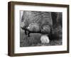 Elephant's Foot Hovering over a Chick-null-Framed Photographic Print