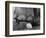 Elephant's Foot Hovering over a Chick-null-Framed Photographic Print