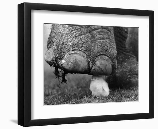 Elephant's Foot Hovering over a Chick-null-Framed Photographic Print