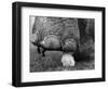 Elephant's Foot Hovering over a Chick-null-Framed Photographic Print