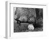 Elephant's Foot Hovering over a Chick-null-Framed Photographic Print