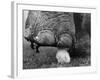 Elephant's Foot Hovering over a Chick-null-Framed Photographic Print