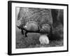 Elephant's Foot Hovering over a Chick-null-Framed Photographic Print