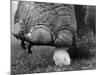 Elephant's Foot Hovering over a Chick-null-Mounted Photographic Print