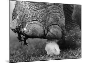 Elephant's Foot Hovering over a Chick-null-Mounted Photographic Print