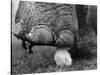 Elephant's Foot Hovering over a Chick-null-Stretched Canvas