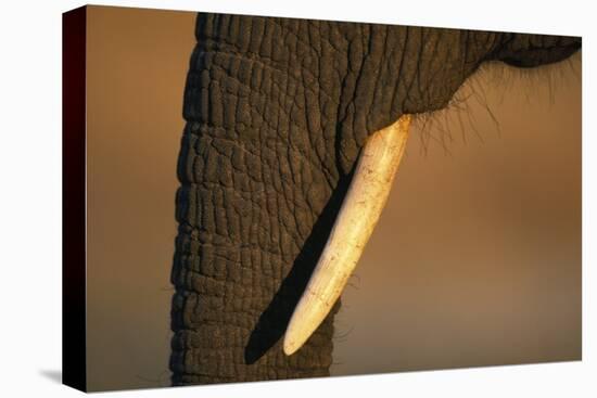 Elephant's Trunk and Tusk-null-Stretched Canvas