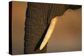 Elephant's Trunk and Tusk-null-Stretched Canvas