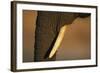 Elephant's Trunk and Tusk-null-Framed Photographic Print