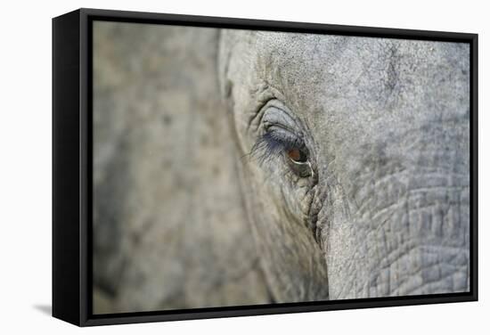 Elephant, Sabi Sabi Reserve, South Africa-Paul Souders-Framed Stretched Canvas