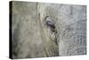 Elephant, Sabi Sabi Reserve, South Africa-Paul Souders-Stretched Canvas