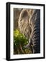 Elephant, Sabi Sabi Reserve, South Africa-null-Framed Premium Photographic Print