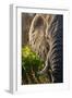 Elephant, Sabi Sabi Reserve, South Africa-null-Framed Premium Photographic Print