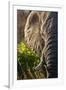 Elephant, Sabi Sabi Reserve, South Africa-null-Framed Premium Photographic Print