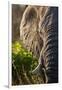 Elephant, Sabi Sabi Reserve, South Africa-null-Framed Premium Photographic Print