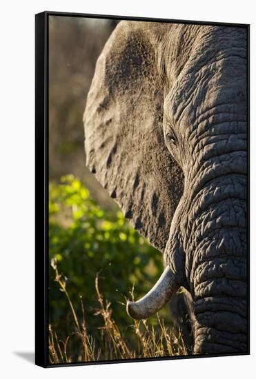 Elephant, Sabi Sabi Reserve, South Africa-null-Framed Stretched Canvas