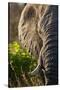 Elephant, Sabi Sabi Reserve, South Africa-null-Stretched Canvas