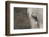 Elephant, Sabi Sabi Reserve, South Africa-Paul Souders-Framed Photographic Print