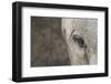 Elephant, Sabi Sabi Reserve, South Africa-Paul Souders-Framed Photographic Print