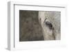 Elephant, Sabi Sabi Reserve, South Africa-Paul Souders-Framed Photographic Print